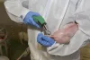 Engel elektromos farokkurtító készülék - egyenes vágóéllel