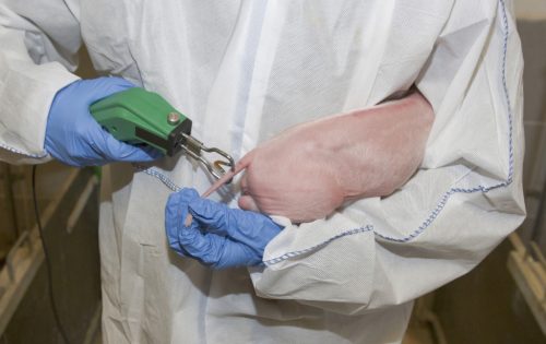 Engel elektromos farokkurtító készülék - V-alakú vágóéllel