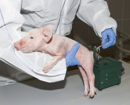 Farokkurtító készülék transzformátorral