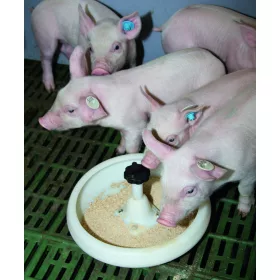   Malacetető tál, 2,5 literes, műanyag, padozatra szerelhető, T-kampóval