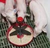 Mini-Piglet malacetető - padozatra szerelhető