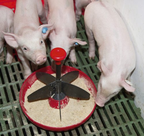 Mini-Piglet malacetető - padozatra szerelhető