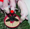 Mini-Piglet malacetető - padozatra szerelhető