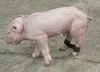 Tépőzáras szétcsúszásgátló malacoknak - 12 db/csomag