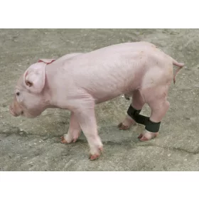 Tépőzáras szétcsúszásgátló malacoknak - 12 db/csomag