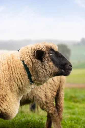 Juh nyakpánt - sárga, 60 cm