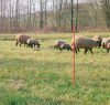 AKO OviNet juhháló - narancssárga, 50 m x 90 cm, dupla leszúró tüskével