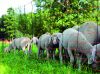 Pótkaró  AKO OviNet villanypáztor juhhálóhoz - zöld, 90 cm, dupla leszúró tüskével