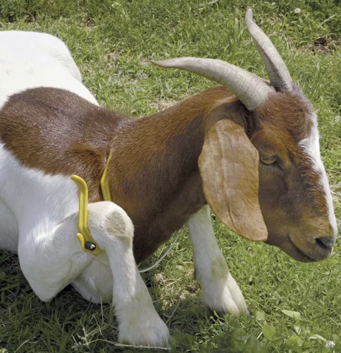 Gambrel bárány lefogó - sárga, nagy