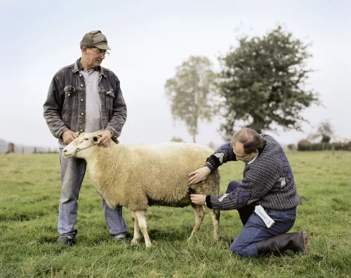 HK Vemhességvizsgáló juhokhoz, kecskékhez és alpakákhoz