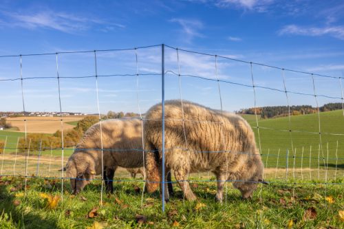 AKO Titan Light Premium juhháló - 90 cm, 50 m, kék/fehér, szimpla leszúrós