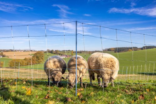 AKO Titan Light Premium juhháló - 108 cm, 50 m, kék/fehér, dupla leszúrós