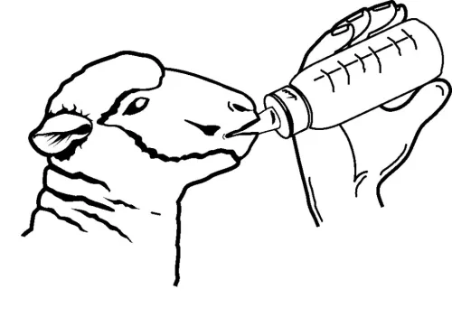 Anti-Vac bárányitató üveg cumival
