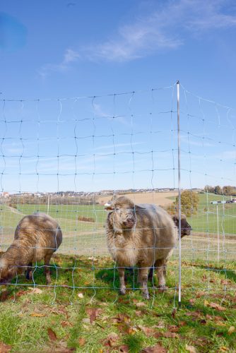 AKO OviNet 170 juhháló - 170 cm, 25 m, dupla leszúrós