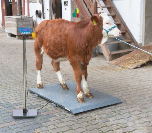 PS2000 állatmérleg - max. 1000 kg-ig