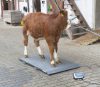 PS2000 állatmérleg - max. 1000 kg-ig