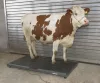 PS3000 állatmérleg - max. 1500 kg-ig