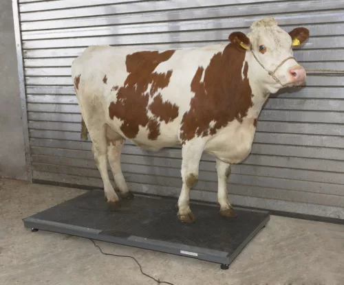 PS3000 állatmérleg - max. 1500 kg-ig