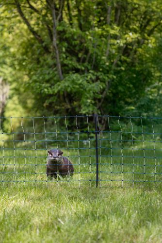 Vidraháló - 50 cm, 50 m, kék/fehér, dupla leszúrós