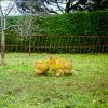 AKO PoultryNet villanypásztor baromfiháló - narancssárga, 50 m x 106 cm, dupla leszúrótüskével