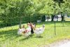 AKO PoultryNet feszültség alá helyezhető baromfiháló - zöld, 50 m x 106 cm, dupla leszúró tüskével