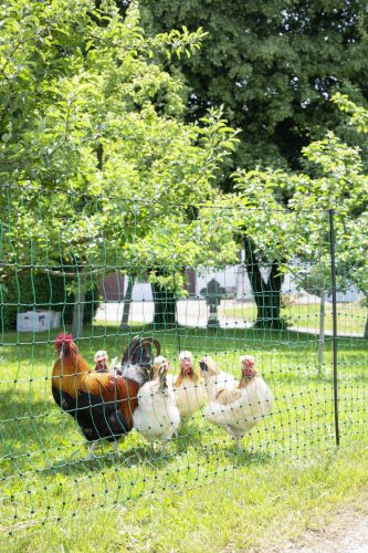 AKO PoultryNet feszültség alá helyezhető baromfiháló - zöld, 50 m x 106 cm, dupla leszúró tüskével