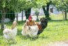 AKO PoultryNet feszültség alá helyezhető baromfiháló - zöld, 25 m x 106 cm, dupla leszúró tüskével