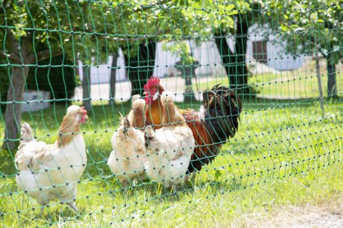 AKO PoultryNet feszültség alá helyezhető baromfiháló - zöld, 25 m x 106 cm, dupla leszúró tüskével