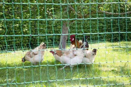 AKO PoultryNet feszültség alá helyezhető baromfiháló - zöld, 25 m x 106 cm, dupla leszúró tüskével