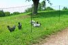 AKO PoultryNet feszültség alá helyezhető baromfiháló - zöld, 25 m x 106 cm, dupla leszúró tüskével