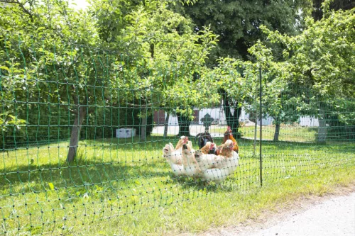 AKO PoultryNet feszültség alá helyezhető baromfiháló - zöld, 15 m, 106 cm, dupla leszúrós