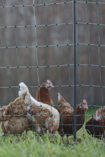 AKO Premium baromfiháló - 25 m, duplaleszúrós, elektromos