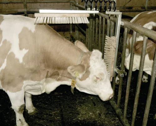 Texas vakarókefe szarvasmarhák és lovak részére - komplett