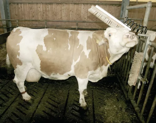 Texas vakarókefe szarvasmarhák és lovak részére - komplett