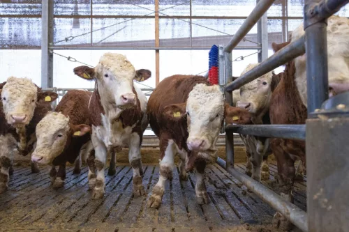 HappyCow Bully szarvasmarha vakaró - falra szerelhető