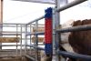 HappyCow Bully szarvasmarha vakaró - falra szerelhető