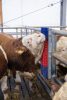 HappyCow Bully szarvasmarha vakaró - falra szerelhető