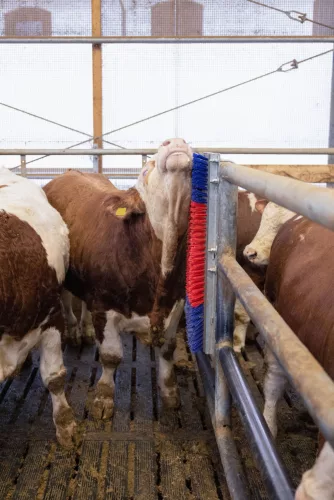 HappyCow Bully szarvasmarha vakaró - falra szerelhető