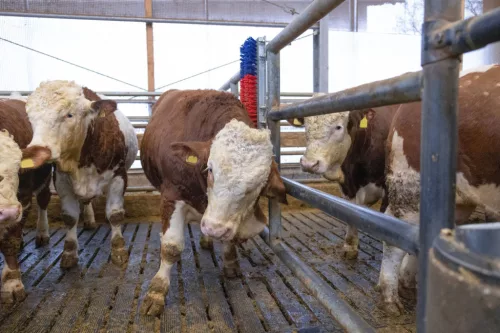 HappyCow Bully szarvasmarha vakaró - falra szerelhető