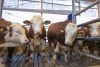 HappyCow Bully szarvasmarha vakaró - falra szerelhető