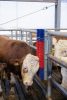 HappyCow Bully szarvasmarha vakaró - falra szerelhető