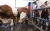 HappyCow Bully szarvasmarha vakaró - falra szerelhető