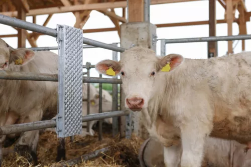 Kaparólap szarvarmarhának - 90 x 30 cm