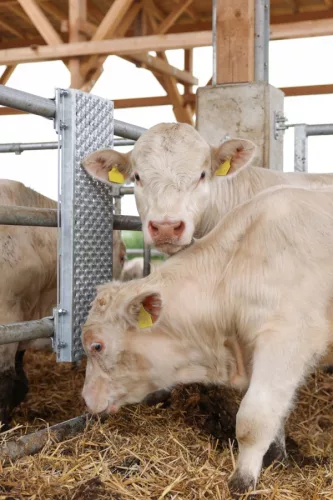 Kaparólap szarvarmarhának - 90 x 30 cm