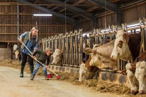 Mini udvari kefe nyéllel