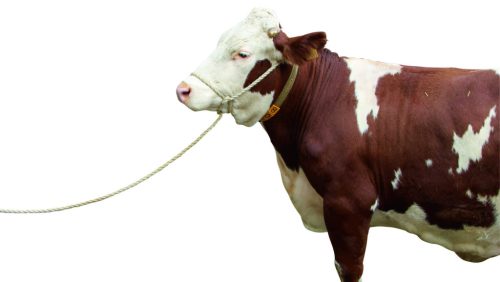 Relax borjúvezető kötél - 5 m, 16 mm, 10 cm-es hurokkal, extra erős