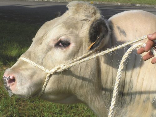 Szarvasmarhavezető kötél - zöld, szizálkender, 13 mm, 3 m