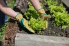 Gardener kertészkesztyű - zöld-barna, mikroszálas, 7-es méret