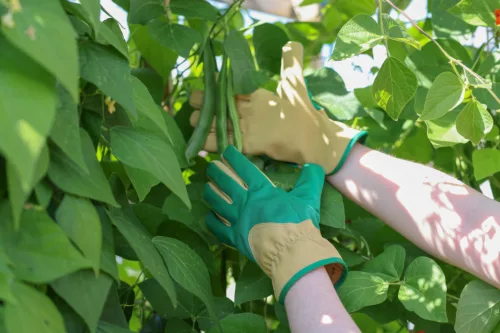 Gardener kertészkesztyű - zöld-barna, mikroszálas, 7-es méret