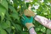 Gardener kertészkesztyű - zöld-barna, mikroszálas, 8-as méret